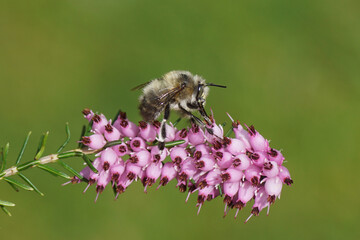 Close up hairy-footed flower bee (Anthophora plumipes) on the flowers of Winter heath (Erica...