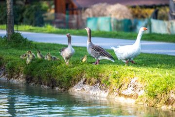 geese on the river