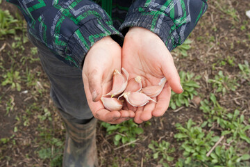 Child holding in palms of several cloves of garlic for planting in vegetable garden. Time for spring and autumn farming. Hands of little farmer are soiled with earth. Outdoor. Top view. Closeup