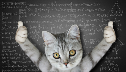Scottish kitten showing board of mathematic formulas. Kitten shows thumbs up gesture