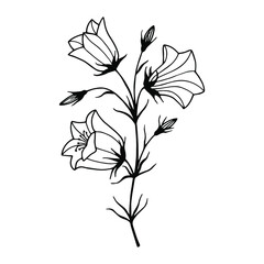 Flowers Field Bells. Vector stock illustration eps10. Outline, hand drawing. Isolate on a white background. 