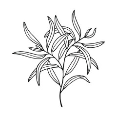 Willow tree branch with leaves. Vector stock illustration eps10. Isolate on white background, outline, hand drawing.