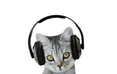 Scottish cat listening to music with headphones. 