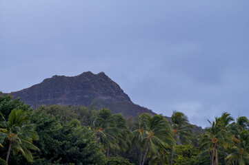 Fototapeta na wymiar Primitive Jungle Scene on a Tropical Island for use as a Title Page.