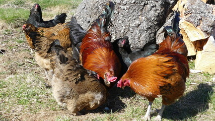 Backyard Chickens next to a tree stump Red and black flock with roosters and hens