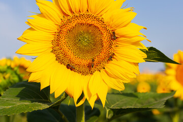 Fototapeta premium A beautiful field of blooming golden sunflowers against a blue sky, bees on a sunflower. Harvest preparation, sunflower oil production.