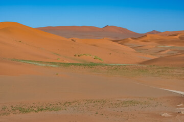 Fototapeta na wymiar Namibia, the Namib desert, grass in the red dunes in background