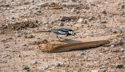 a pied wagtail (Motacilla alba) searching for food