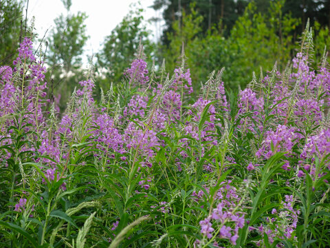 ivan-tea cypress (Chamaenerion angustifolium, Epilobium angustifolium) blooms in summer
