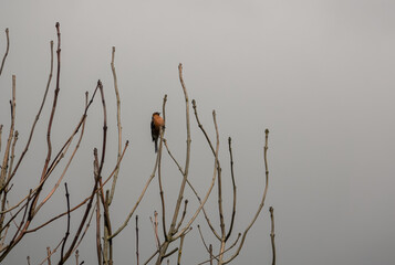a male chaffinch (Fringilla coelebs) perched on a high vertical branch