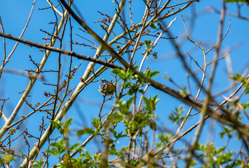 a blue tit (Cyanistes caeruleus) feeding high in spring tree branches