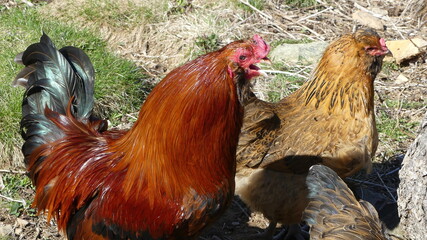 Backyard Chickens next to a tree stump Red and black flock with roosters and hens