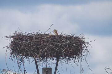 Storch