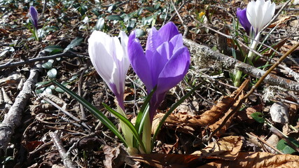 Spring Crocus Purple and White growing in dead leaves from fall
