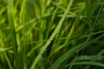 Green grass with drops of water