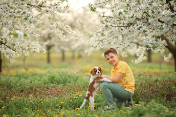 children and pets. outdoor games with dogs. child boy 10 years old walks a pet dog cavalier king...