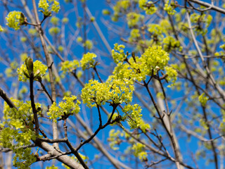 Blühender Spitzahorn im Frühling
