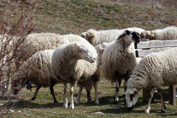 rebaño ovino de ganadería extensiva