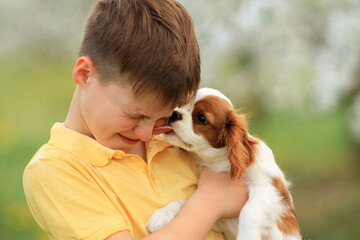 children and pets. outdoor games with dogs. child boy 10 years old walks a pet dog cavalier king...