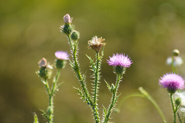 Closeup of spiny plumeless thistle flowers with green blurred plants on background
