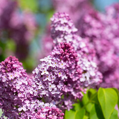 Violett blühender Flieder, Syringa