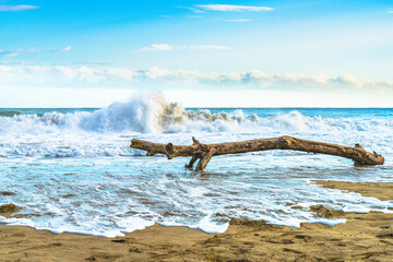 Sunrise at Playa Cocles, Caribbean beach, Puerto Viejo, Costa Rica east coast and log that looks like an alligator