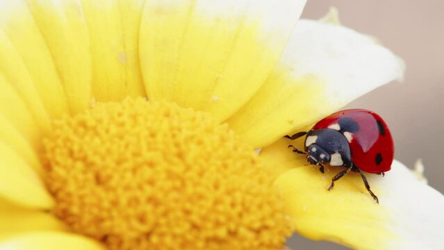 Ladybug walking on field daisy. allergy to pollen