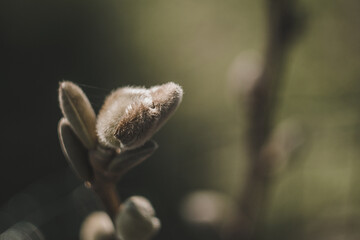 Blooming plant in the spring