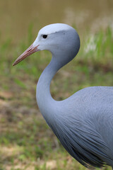 Naklejka premium Blue Crane, Addo Elephant National Park, South Africa
