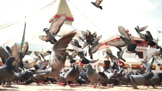 Pigeons flapping wings and landing on square flocking together in big commotion and feeding corn grains. Boudhanath. Kathmandu, Nepal.