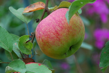 Blushing apple of medium size. On a brown branch of an apple tree among green leaves, a fruit has grown and ripened. The apple on one side is already red with yellow stripes.