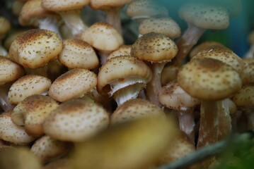 Siberian mushrooms grew up in a large colony. A whole family of light brown mushrooms of various sizes has grown in a large heap on the trunk of an old stem of girlish grapes.