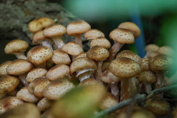 Siberian mushrooms grew up in a large colony. A whole family of light brown mushrooms of various sizes has grown in a large heap on the trunk of an old stem of girlish grapes.