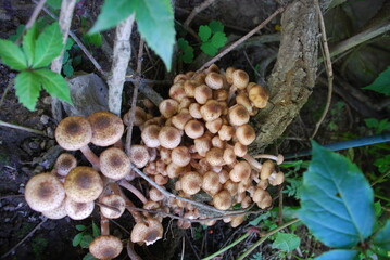 Siberian mushrooms grew in the shade. On the trunk of girlish grapes, among the green leaves, a whole family of light brown mushrooms of various sizes appeared, in a large pile.