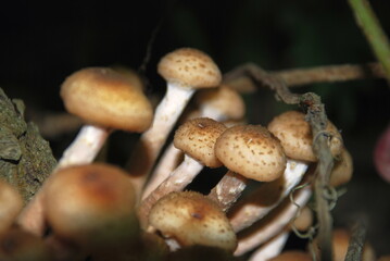 Siberian mushrooms grew up in a large colony. A whole family of light brown mushrooms of various sizes has grown in a large heap on the trunk of an old stem of girlish grapes.