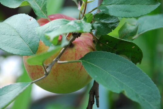 Blushing Apple Of Medium Size. On A Brown Branch Of An Apple Tree Among Green Leaves, A Fruit Has Grown And Ripened. The Apple On One Side Is Already Red With Yellow Stripes.