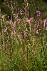 Sets of purple flowers in spring. Salvia nemorosa. Salvia