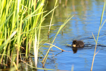 Swimming baby duck