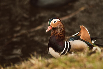 The Mandarin Duck