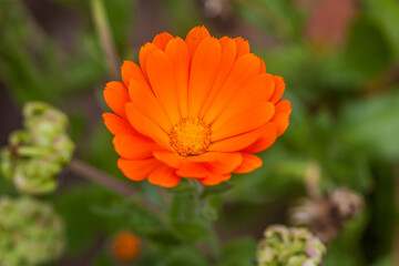Close-up of an orange pot marigold flower