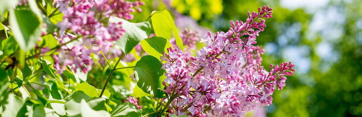 The beautiful branch of blooming fresh lilac flowers on blurred green leaves background with copy space.Natural spring background,Large lilac branch blossom. web banner