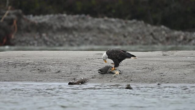 Bald Eagle (Haliaeetus leucocephalus) eating fish after a successful hunting for salmon in Fraser Valley, British Columbia, Canada

