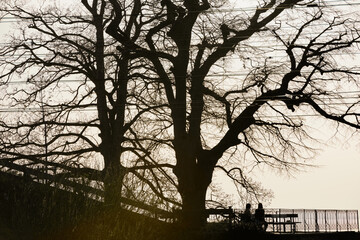 Familiar conversation under trees, silhouette