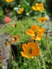 Obraz premium delicate yellow and orange gravilate flowers. Geum urbanum. Floral wallpaper
