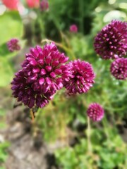Leek Blossom Flower.Roundhead onion.Burgundy blooming allium . Floral Desktop Wallpaper