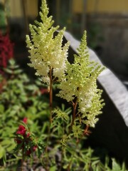 White and green fluffy flower. Blooming Astilbe on a blurry background.
Floral wallpaper