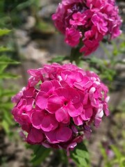 crimson inflorescences of blooming Phlox. floral wallpaper