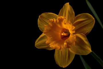 Macro photo of a yellow narcissus flower in the morning sun with a black background