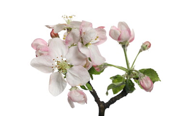 Fototapeta na wymiar Blooming apple flowers in spring isolated on white