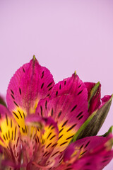 Alstroemeria blooms with lavender background